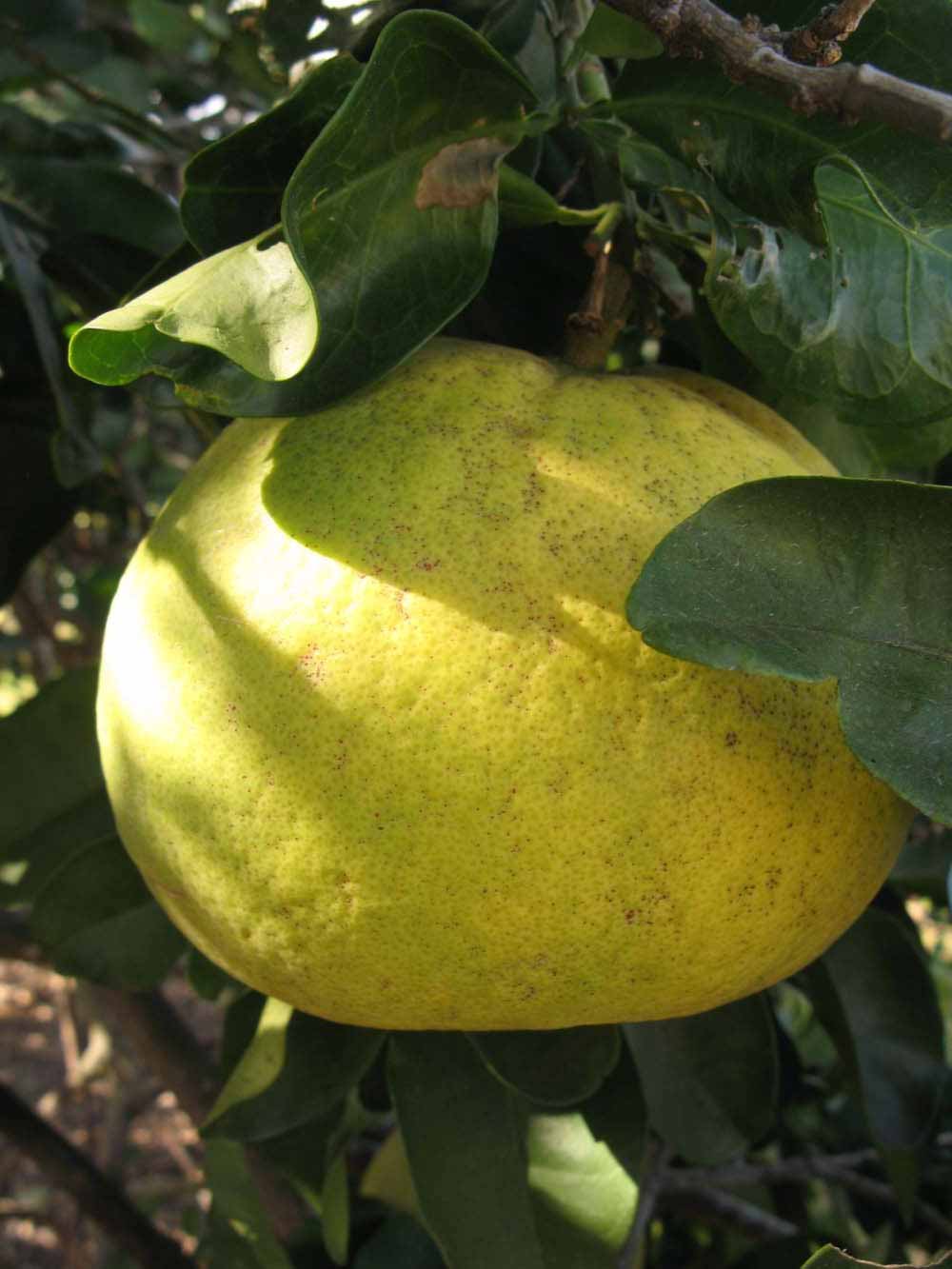              Fruit (Winter Haven, FL)       